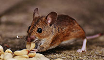 24 Hour & Emergency Exterminators in Hepburn Hts, PA